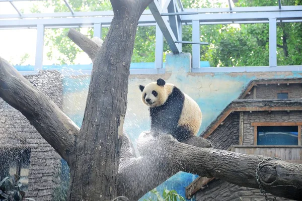 Panda Gigante Enfría Una Ducha Para Resistir Ola Calor Zoológico — Foto de Stock