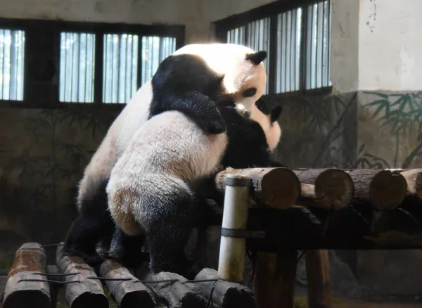 Los Pandas Gigantes Chengjiu Shuanghao Juegan Stand Madera Durante Fiesta — Foto de Stock