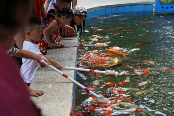 잉어의 동물원 정주시 중국의 2018에에서 먹이를 막대기에 물고기 음식으로 관광객 — 스톡 사진