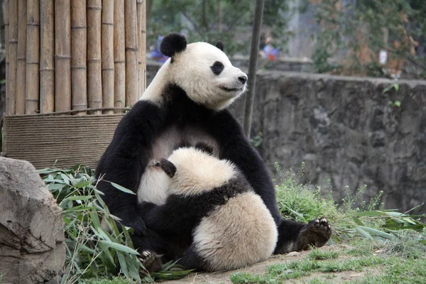 Ein Riesenpanda Füttert Sein Junges Einem Chinesischen Konservierungs Und Forschungszentrum — Stockfoto