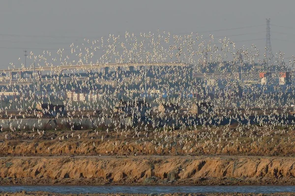 Стая Перелетных Птиц Данлинов Пролетает Над Водно Болотными Угодьями Городе — стоковое фото