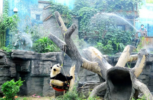 Giant Panda Schładza Prysznic Aby Oprzeć Się Fala Upałów Zoo — Zdjęcie stockowe