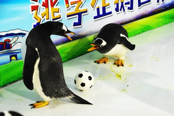 Los Pingüinos Harbin Polarland Juegan Fútbol Antes Copa Mundial Fifa —  Fotos de Stock