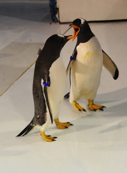 Los Pingüinos Harbin Polarland Juegan Fútbol Antes Copa Mundial Fifa — Foto de Stock