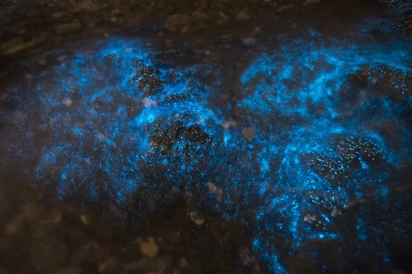 Uma Flor Algas Dinoflagelado Ilumina Água Mar Azul Brilhante Costa — Fotografia de Stock
