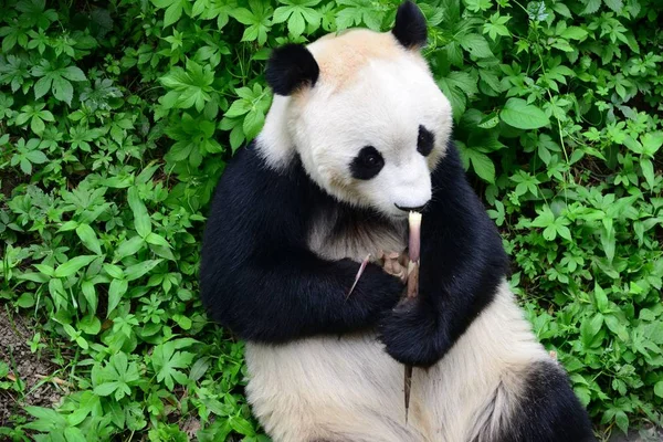 ジャイアント パンダの腕の中でサイ グッズを包含は それは 2018 日中国北京市に北京動物園で竹を食べる — ストック写真