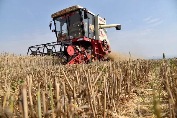 Una Máquina Segadora Cosecha Trigo Campo Aldea Gaotou Ciudad Baiyang —  Fotos de Stock