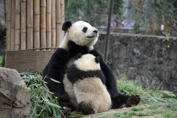 Ein Riesenpanda Füttert Sein Junges Einem Chinesischen Konservierungs Und Forschungszentrum — Stockfoto