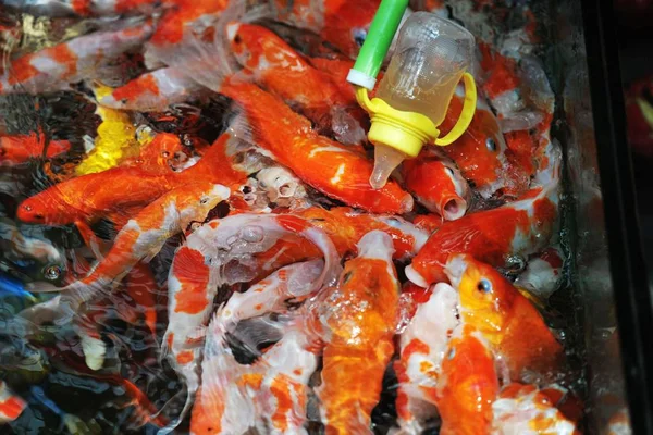 Visitante Alimenta Peixe Koi Que Alimenta Garrafa Com Uma Garrafa — Fotografia de Stock