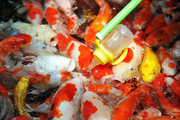 Visitante Alimenta Peixe Koi Que Alimenta Garrafa Com Uma Garrafa — Fotografia de Stock