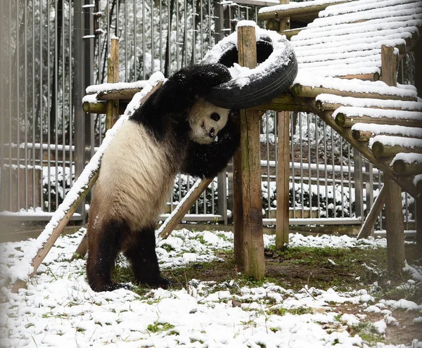 Panda Velká Wej Wejem Hraje Vodě Vychladnout Spalující Den Wuhan — Stock fotografie