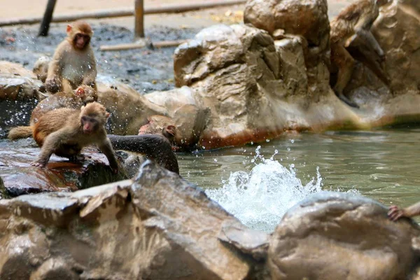 Macaques Rhésus Amusent Dans Eau Contre Été Brûlant Sur Toufu — Photo