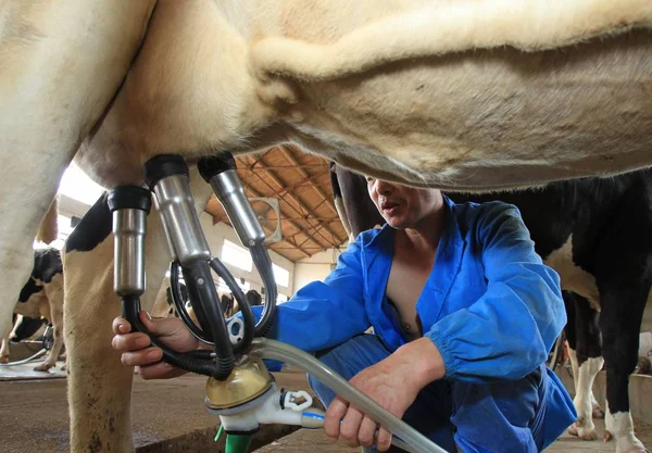 Trabalhador Chinês Ajusta Uma Máquina Ordenha Automática Uma Vaca Uma — Fotografia de Stock