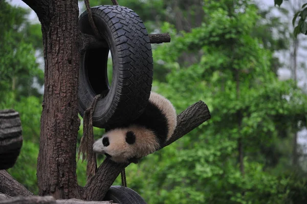 Filhote Panda Gigante Brinca Com Pneu Pendurado Uma Árvore Uma — Fotografia de Stock