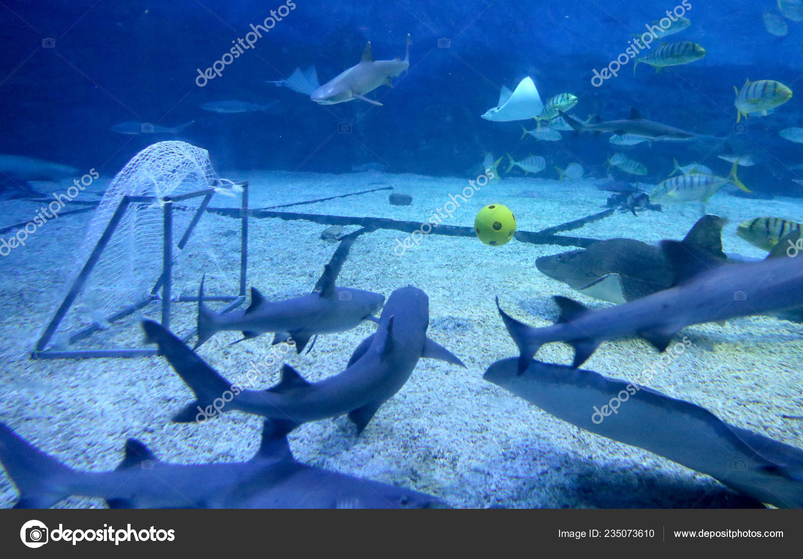 Sea Animals Play Football Underwater World Cup Yantai Haichang Ocean –  Stock Editorial Photo © ChinaImages #235073610