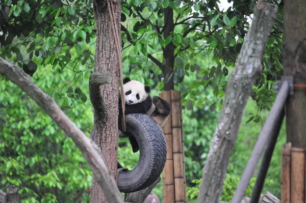 Filhote Panda Gigante Brinca Com Pneu Pendurado Uma Árvore Uma — Fotografia de Stock