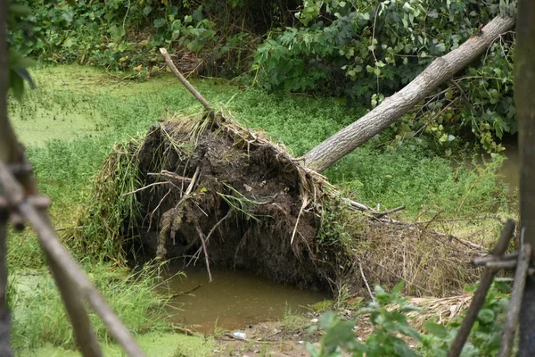 Дерево Выкорчевано Сильным Ветром Вызванным Тайфуном Румбия Тайфуном Года Округе — стоковое фото