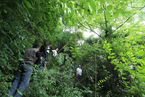 地元の村人たちは 研究目的のために野生に放出された捕虜のジャイアントパンダ 神保村 Miansi Wenchuan Ngawa チベットと蔡自治県 中国の四川省のジェンである木の上にジェンを見ます — ストック写真