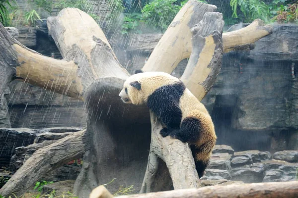 Ein Riesiger Panda Kühlt Sich Unter Der Dusche Der Hitzewelle — Stockfoto