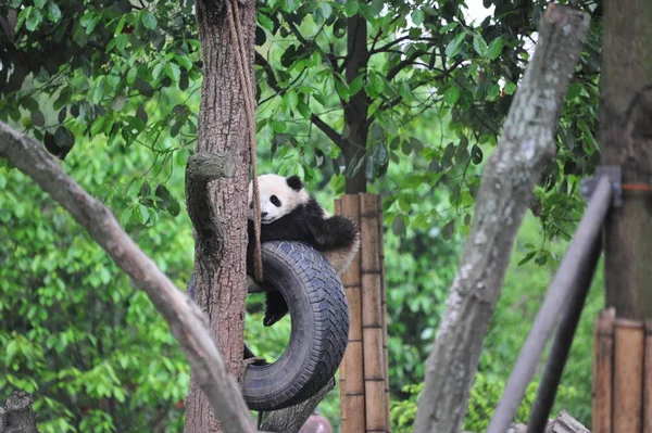 Giant Panda Cub Plays Hanging Tire Tree Base China Conservation — Stock Photo, Image