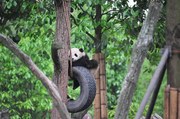 Petit Panda Géant Joue Avec Pneu Suspendu Sur Arbre Une — Photo