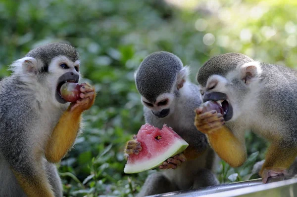 Macacos Esquilo Comem Frutas Para Refrescar Dia Escaldante Hefei Wildlife — Fotografia de Stock