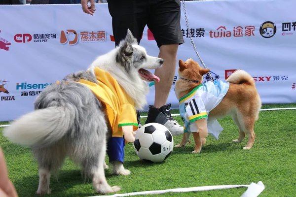 Les Chiens Participent Match Soccer Canin Pour Préchauffer Coupe Monde — Photo