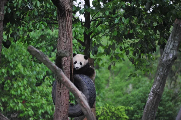 Cachorro Panda Gigante Juega Con Neumático Colgante Árbol Una Base — Foto de Stock