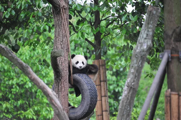 Filhote Panda Gigante Brinca Com Pneu Pendurado Uma Árvore Uma — Fotografia de Stock