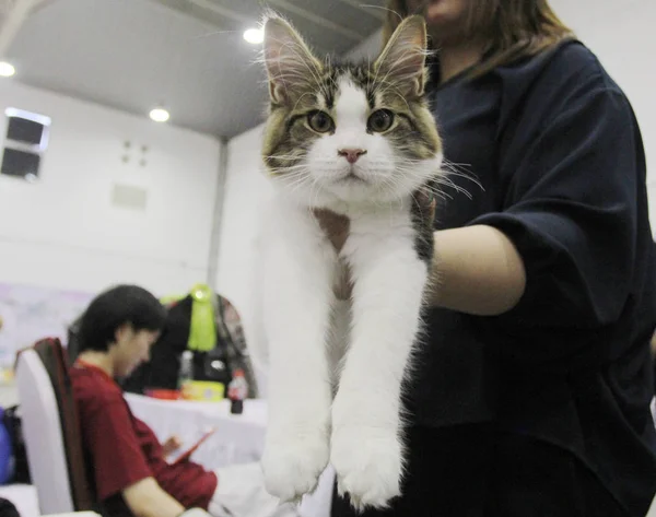 Eine Katze Wird Auf Der China Wuhan International Pet Expo — Stockfoto