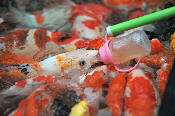 Besökare Matar Bottle Feeding Koi Fisk Med Nappflaska Fylld Med — Stockfoto