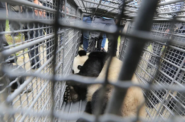 当地村民帮助将为研究目的放归野外的圈养大熊猫真真放在笼子里 作为中国大熊猫保护研究中心的管理员 准备将其带回温市绵西镇金波村 — 图库照片