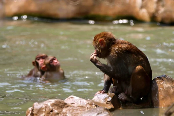 Rhesus Πιθήκους Macacus Διασκεδάζουν Στο Νερό Από Καυτό Καλοκαίρι Στο — Φωτογραφία Αρχείου