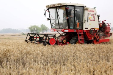 A reaping machine harvests wheat in the field in Huangzhuang village, Yinping town, Zaozhuang city, east China's Shandong province, 27 May 2018 clipart