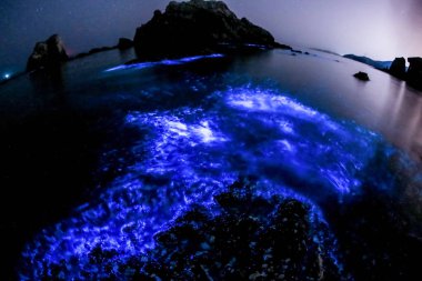 ----An algal bloom of dinoflagellate illuminates sea water glowing blue at the coast in Dalian city, northeast China's Liaoning province, 9 May 2018 clipart