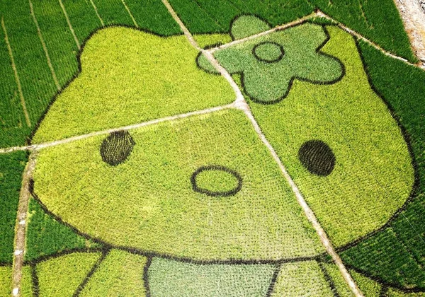 Aerial View Rice Paddy Painting Hello Kitty Display Paddy Fields — Stock Photo, Image