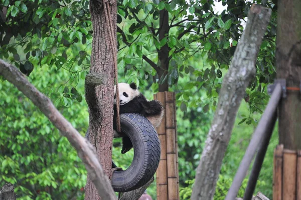 Petit Panda Géant Joue Avec Pneu Suspendu Sur Arbre Une — Photo