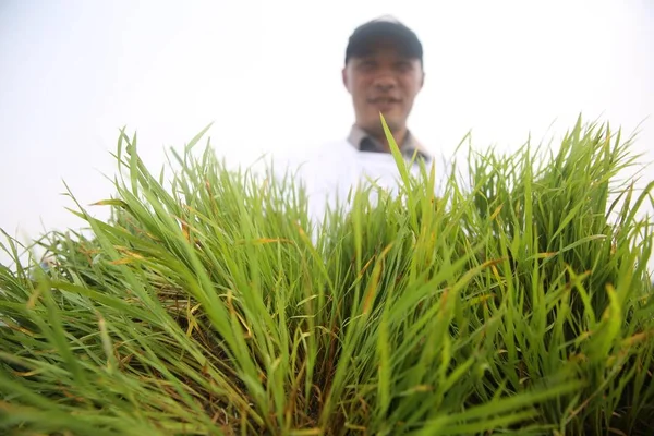 Een Chinese Agro Technicus Toont Zeewater Rijst Zaailingen Die Kunnen — Stockfoto