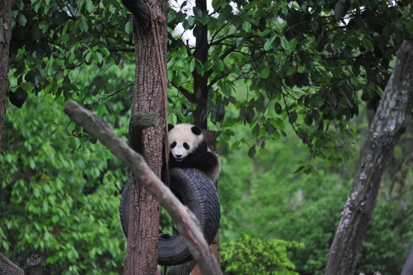 Filhote Panda Gigante Brinca Com Pneu Pendurado Uma Árvore Uma — Fotografia de Stock