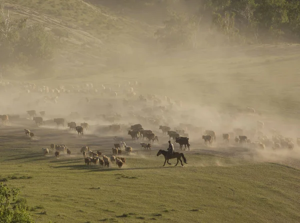 Herders Van Kazachs Paarden Rijden Direct Een Grote Kudde Runderen — Stockfoto