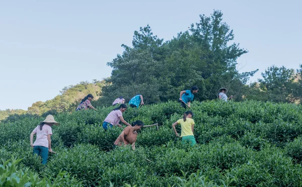 Bauern Pflügen Das Feld Auf Einer Teeplantage Kreis Qimen Stadt — Stockfoto