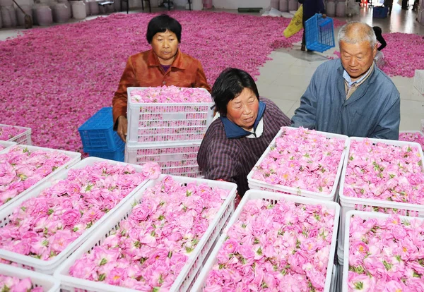 Agricultores Chineses Separam Pétalas Rosa Uma Fábrica Condado Hai Cidade — Fotografia de Stock