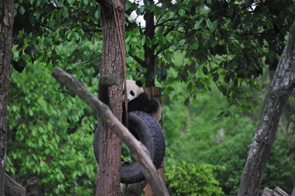 Ένα Γιγάντιο Πάντα Cub Παίζει Ένα Ελαστικό Κρέμεται Ένα Δέντρο — Φωτογραφία Αρχείου