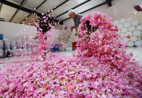 동쪽으로 중국의 2018에 공장에 꽃잎을 — 스톡 사진