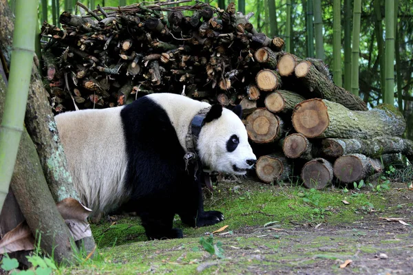 为了研究目的 被圈养的大熊猫镇某在竹林中徘徊 在中国西南四川省汶川县绵寺镇金波村 — 图库照片