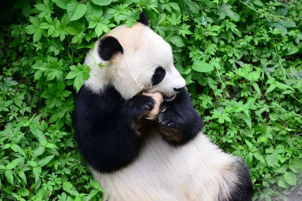 Ein Riesiger Panda Küsst Ein Nashorn Spielzeug Zoo Von Peking — Stockfoto