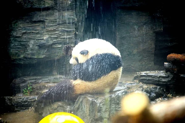 2018年5月14日 在中国北京动物园 一只大熊猫在阵雨中降温 以抵御热浪 — 图库照片