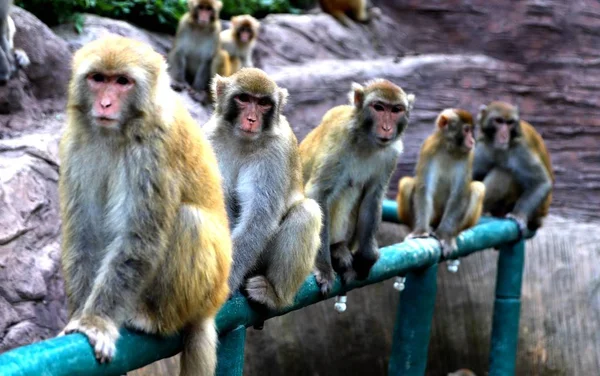 Los Macacos Ven Día Abrasador Reserva Natural Nacional Macacos Taihangshan —  Fotos de Stock