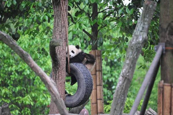 Cachorro Panda Gigante Juega Con Neumático Colgante Árbol Una Base — Foto de Stock