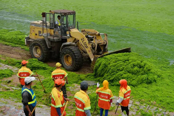 Lavoratori Cinesi Eliminano Enteromorpha Tipo Alghe Lungo Spiaggia Nella Città — Foto Stock
